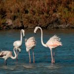 Flamingo-comum