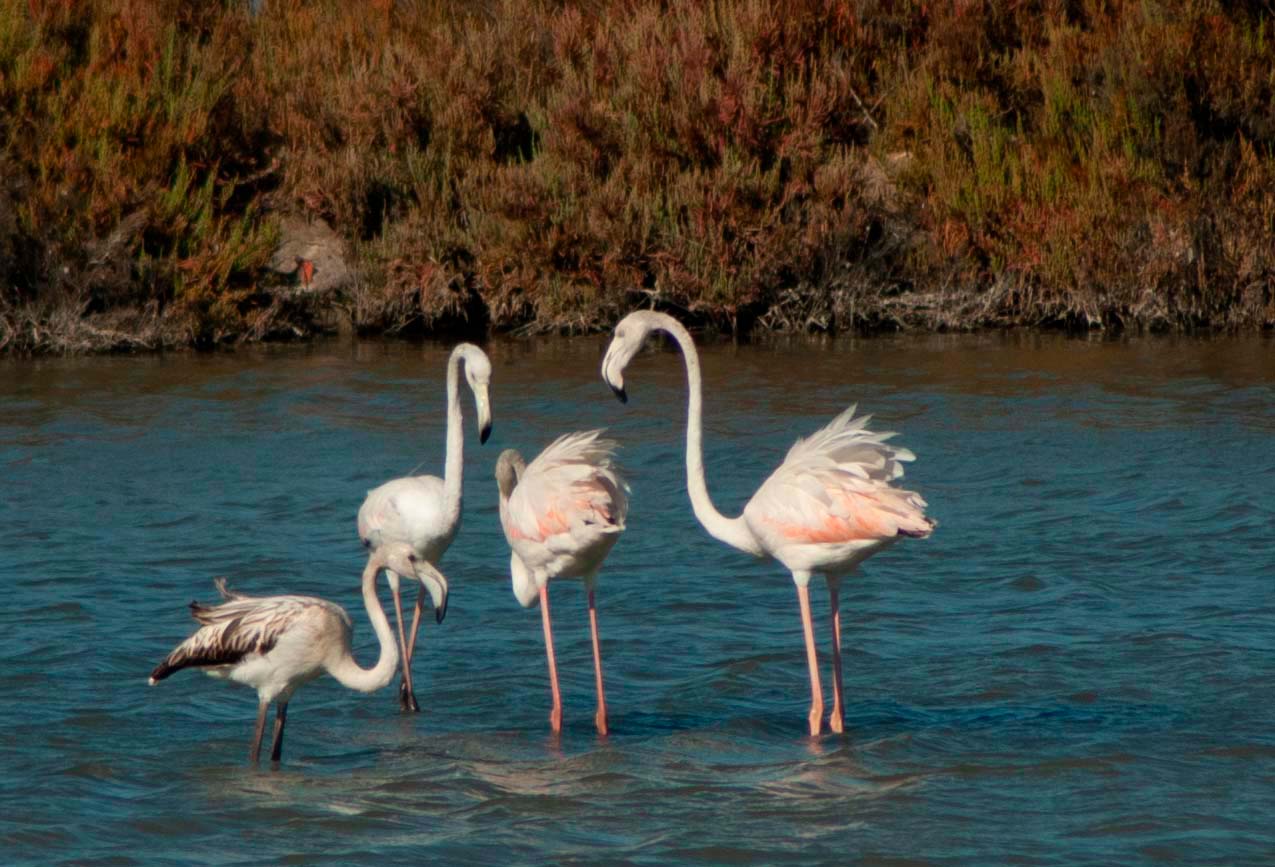 Flamingo-comum