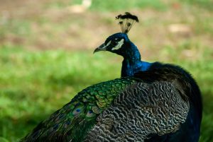 Pavão azul