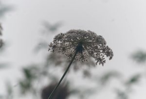 Planta silvestre
